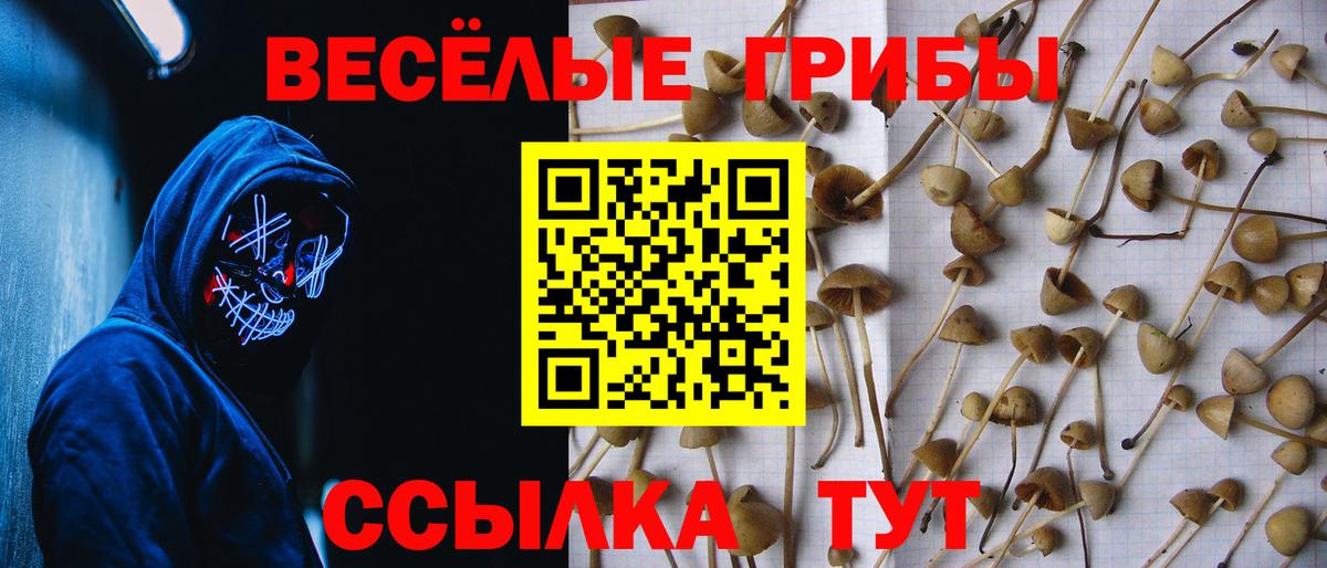 Галлюциногенные грибы Psilocybe Ангарск